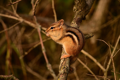 Chipmunk balances on a branch with holding food in its front paws eating