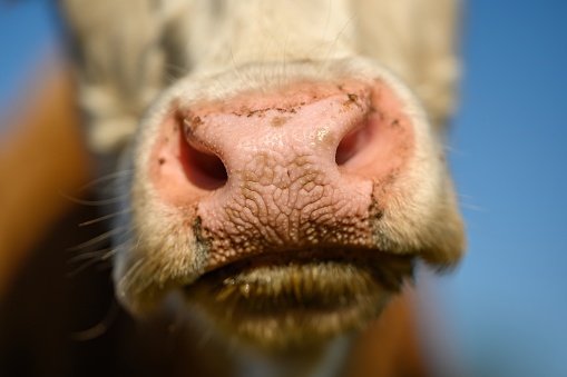 White cow close up portrait on pasture. Oversized and pink cow nose.