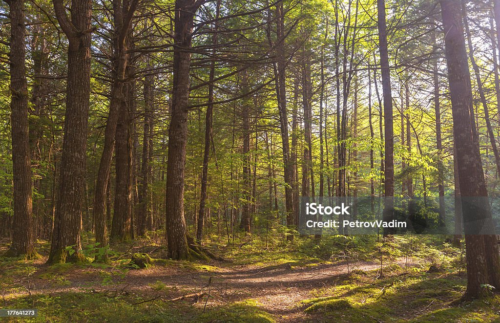 Forest Forest (Kejimkujik National Park, Nova Scotia, Canada) Botany Stock Photo