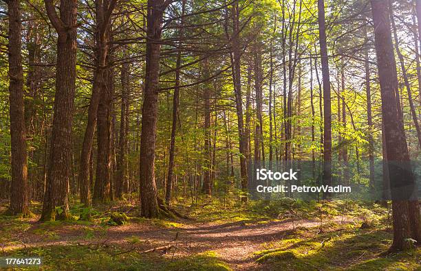 Forest Stock Photo - Download Image Now - Botany, Footpath, Forest