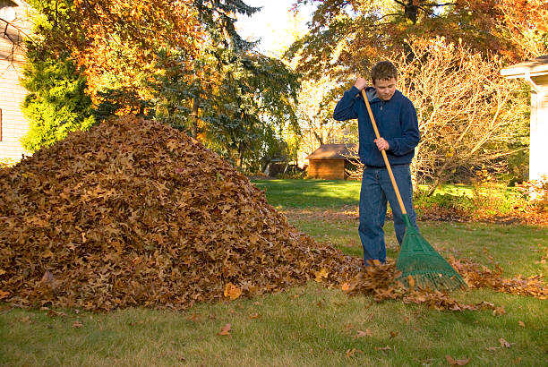 Raking Leaves Teen Boy in Blue Sweatshirt A teen boy raking leaves in the fall. rake stock pictures, royalty-free photos & images