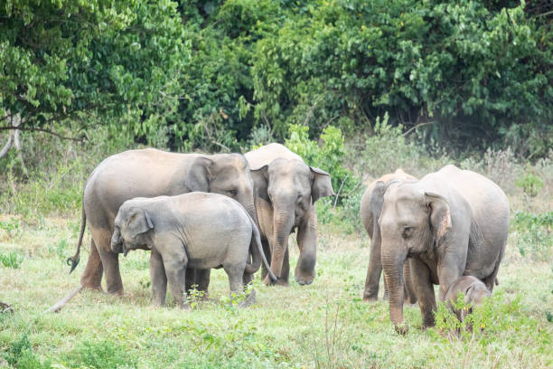 istock Asian elephant is nation animal in Thailand. 1776413976