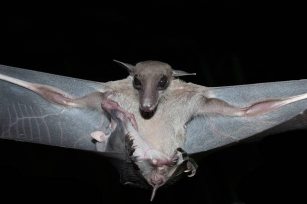 istock Hill long-tongued fruit bat 1776416190
