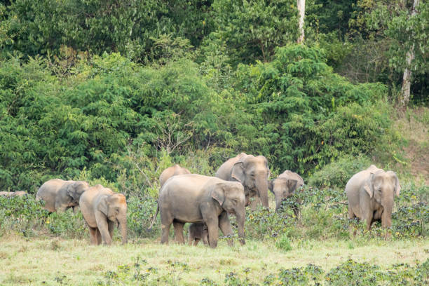 istock Asian elephant is nation animal in Thailand. 1776418988