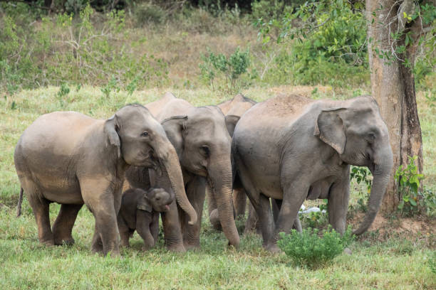 istock Asian elephant is nation animal in Thailand. 1776420178
