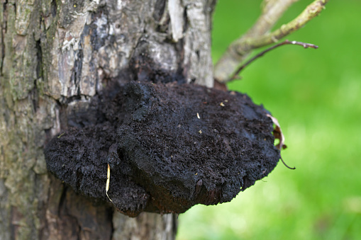 A decayed black tree fungus on the out trunk of a tree