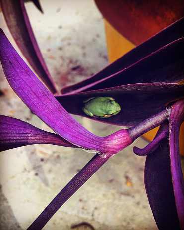 Green frog chilling in a potted plant