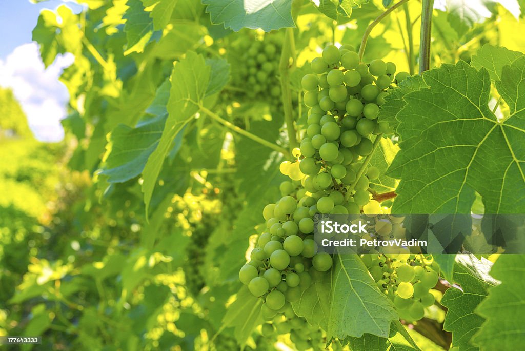 Racimo de uvas - Foto de stock de Agricultura libre de derechos