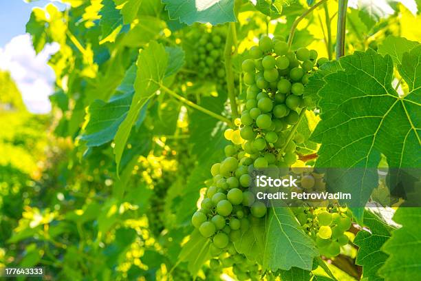 Racimo De Uvas Foto de stock y más banco de imágenes de Agricultura - Agricultura, Aire libre, Alimento