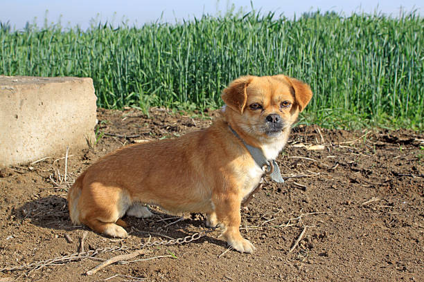 Cute dog