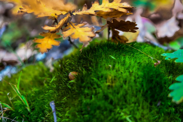 Mushrooms and the area where they grow. Izvor