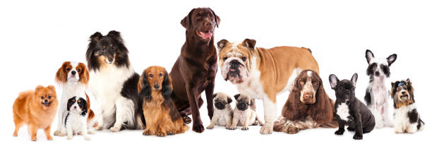 istock Group of  dogs 177643608