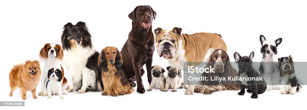 Group of  dogs Group of  dogs sitting in front of a white background Dog Stock Photo