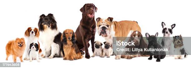 Group Of Dogs Stock Photo - Download Image Now - Dog, In A Row, Group Of Animals