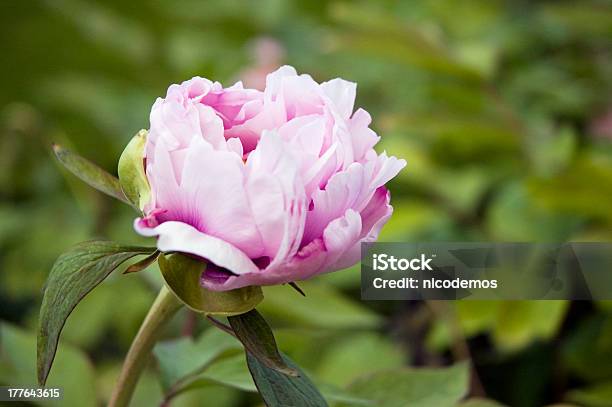 Blancorosa De Peonía Foto de stock y más banco de imágenes de Aire libre - Aire libre, Arbusto, Belleza