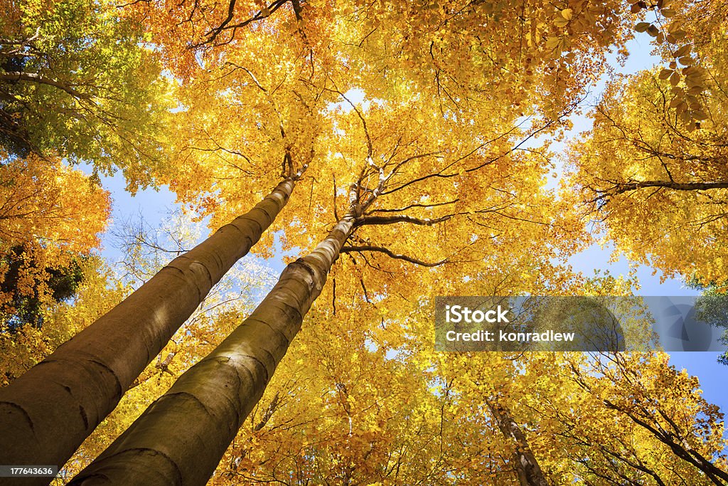 Autumn tree -秋の森を見上げる - オレンジ色のロイヤリティフリーストックフォト