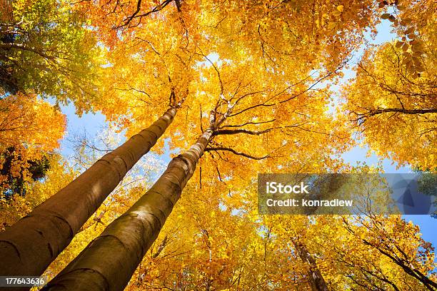 Autumn Tree 秋の森を見上げる - オレンジ色のストックフォトや画像を多数ご用意 - オレンジ色, カエデ, カラー画像