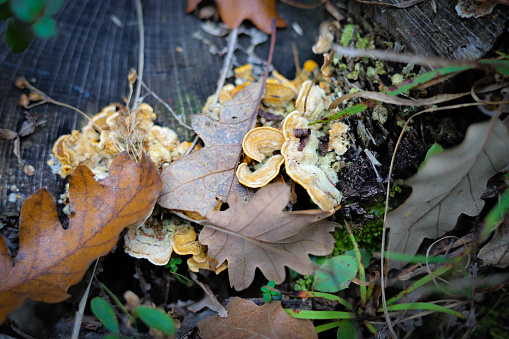 Mushrooms and the area where they grow. Izvor