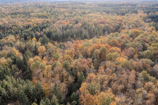 istock Aerial top view of  forest 1776436569