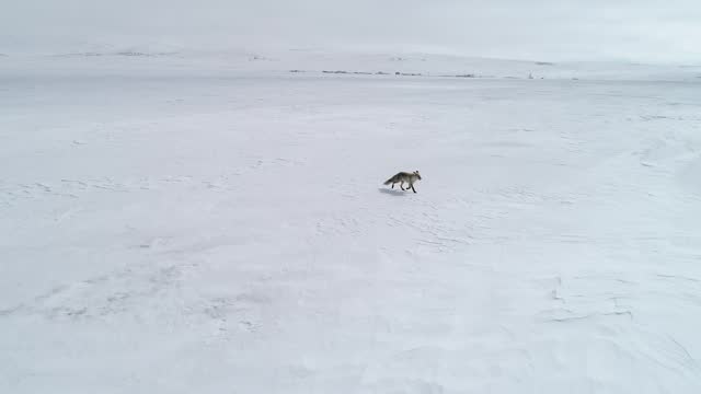 Fox Walking in the Snow