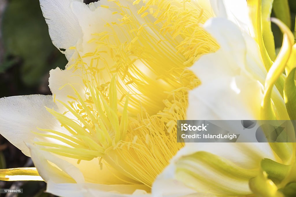 Nuit Blooming Cereus - Photo de Arbre en fleurs libre de droits