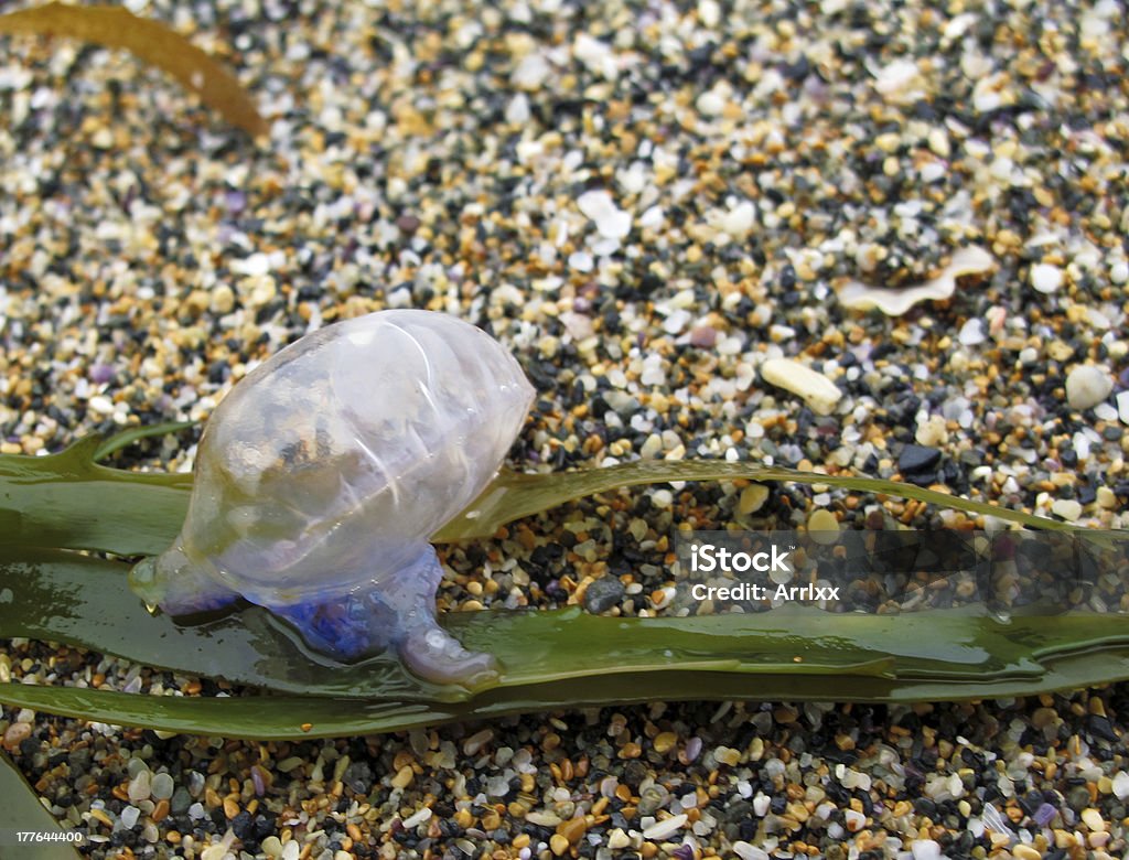 Toksyczne siphonophore na plaży - Zbiór zdjęć royalty-free (Abstrakcja)