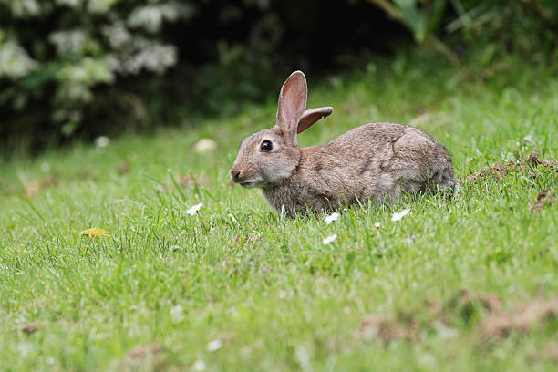 istock Alert wild rabbit Oryctolagus cuniculus looks up from grazing 177644603