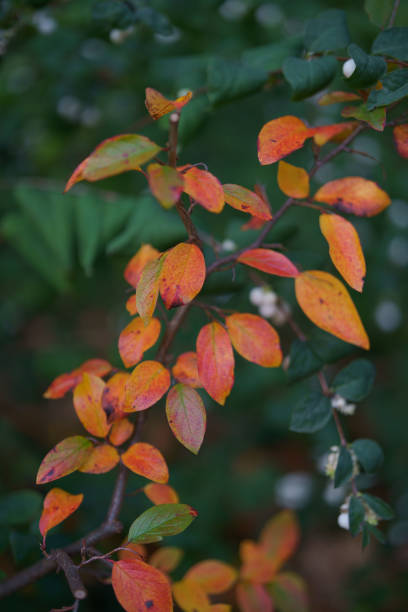 istock Red, Orange Leafs of Autumn Plants 1776451315