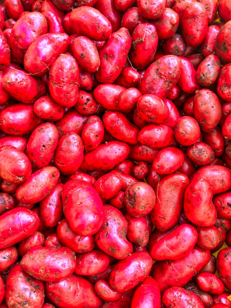 batatas novas vermelhas no mercado do agricultor - red potato raw potato market red - fotografias e filmes do acervo