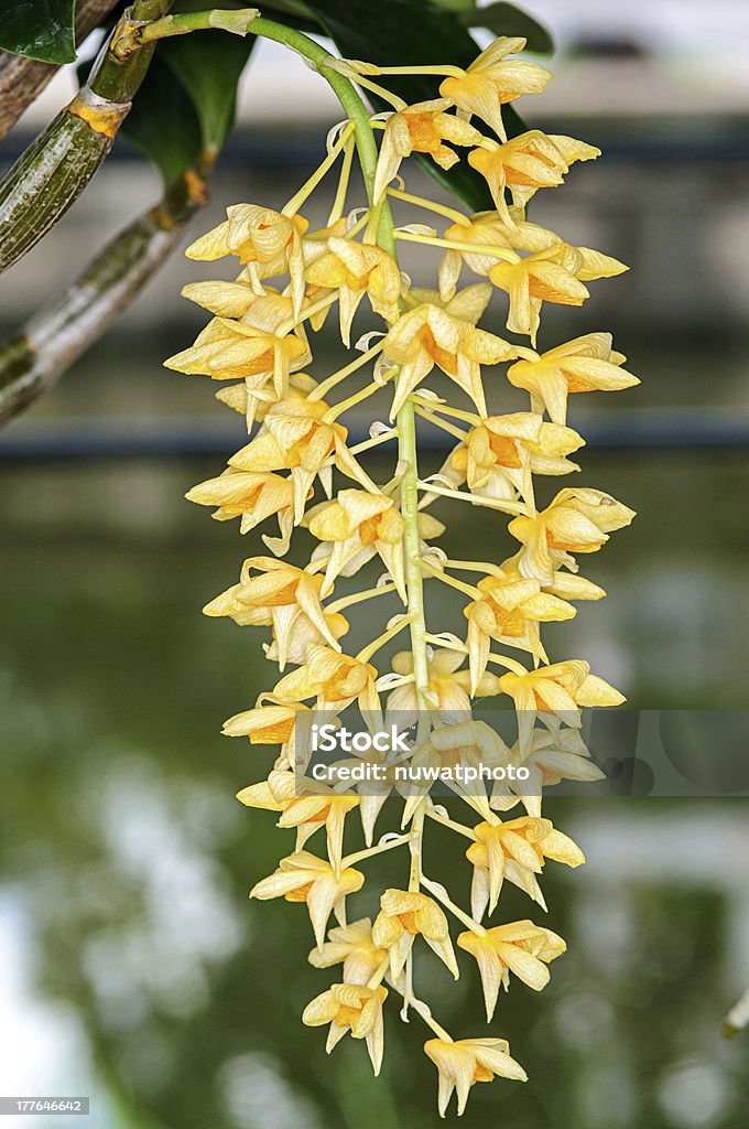 Magnifiques orchidées dendrobium - Photo de Arbre en fleurs libre de droits