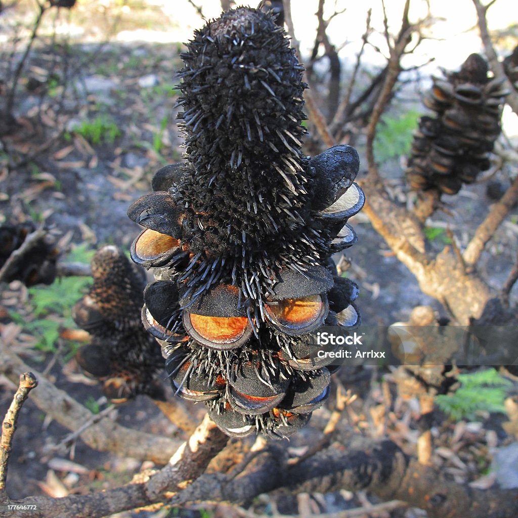 Banksia Seme pod after fire - Foto stock royalty-free di Albero