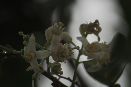 Unedited photo of flowers in the garden