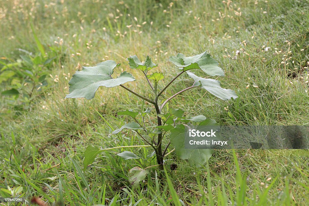 Foglie della pianta - Foto stock royalty-free di Agricoltura