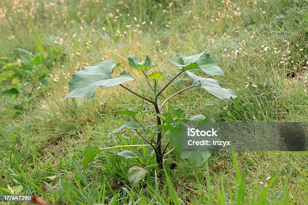 Foto de Folhas De Plantas e mais fotos de stock de Agricultura - Agricultura, Arrancar Ervas Daninhas, Beleza