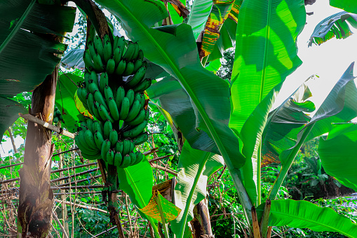 Green bananas refer to unripe bananas that are typically green or greenish-yellow in color.