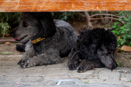 Two Little black poodles, domestic pet, friendly dog. Under bench