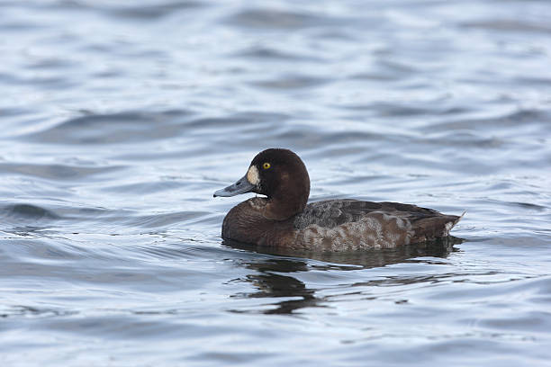 Greater scaup, Aythya marila Greater scaup, Aythya marila, female, Scotland, winter greater scaup stock pictures, royalty-free photos & images