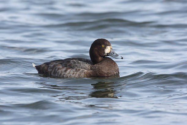 Greater scaup, Aythya marila Greater scaup, Aythya marila, female, Scotland, winter greater scaup stock pictures, royalty-free photos & images