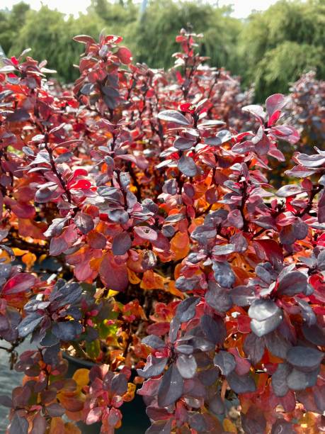 istock Concord berberis thunbergii bush in autumn 1776479548