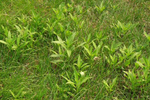 green weed grows on the ground, growing in early spring, gives the impression of a thriving.