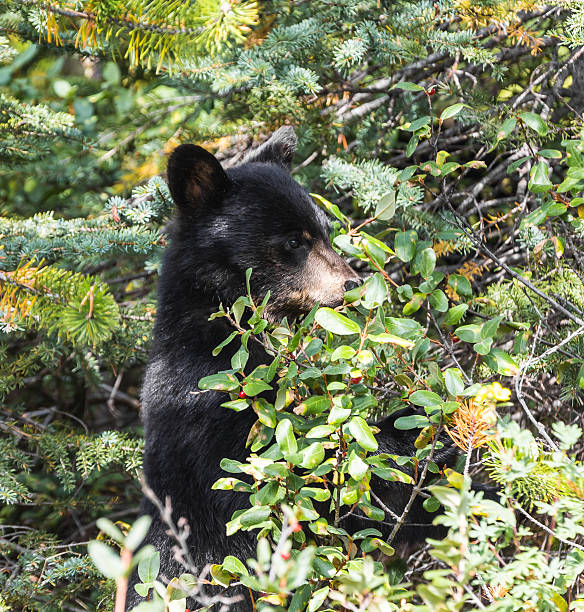 istock Baby Black Bear Eating Berries 177650122