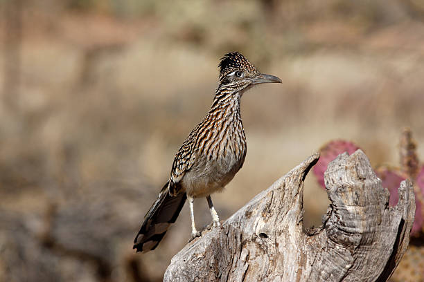 geococcyx californianus, geococcyx californianus - roadrunner - fotografias e filmes do acervo