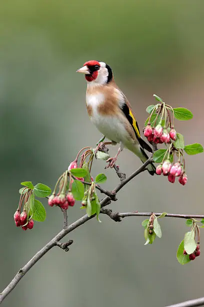 Goldfinch, Carduelis carduelis, Midlands, Uk, spring