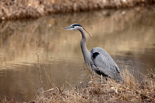 istock Great-blue heron, Ardea herodias 177650471