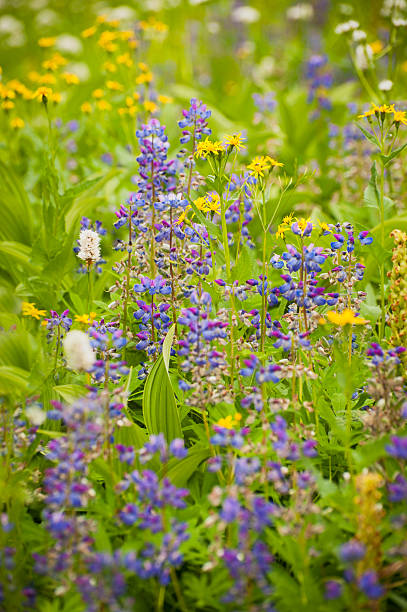 горнолыжный wildflowers - north cascades national park pacific northwest flower cascade range стоковые фото и изображения