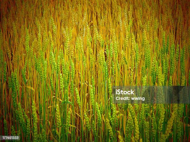 Mayor Campo De Trigo Foto de stock y más banco de imágenes de Agricultura - Agricultura, Alberta, Amarillo - Color