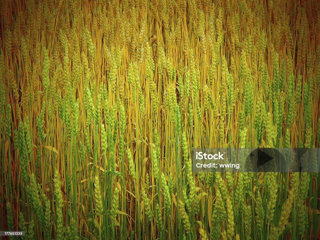 Un campo di grano - Foto stock royalty-free di Agricoltura