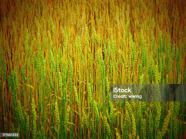 Un Campo Di Grano - Fotografie stock e altre immagini di Agricoltura - Agricoltura, Alberta, Canada