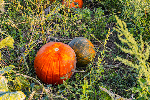 Edible pumpkin in organic farming on a field in autumn