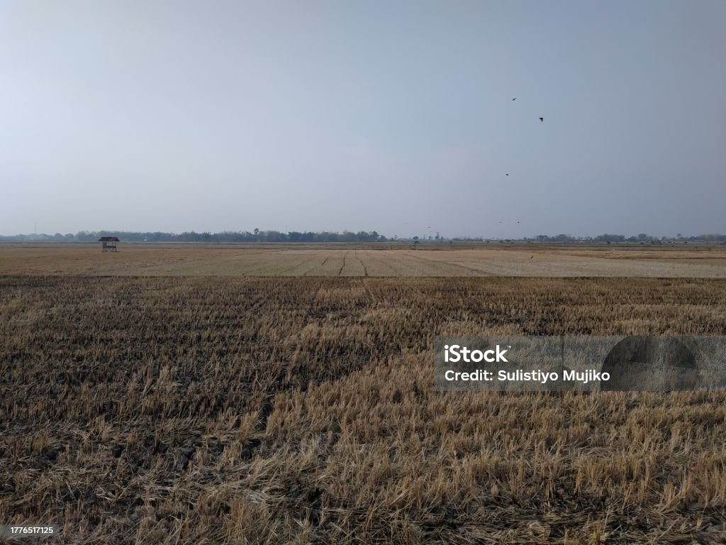 barren agricultural land, the dry season causes agricultural land to become barren, long dry periods, the land cracks due to drought Absence Stock Photo